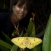 moth_ph_v_0026_cos2322.jpg